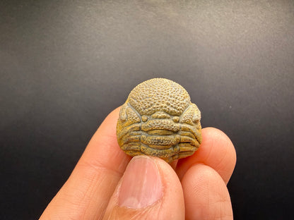Enrolled Moroccops Trilobite