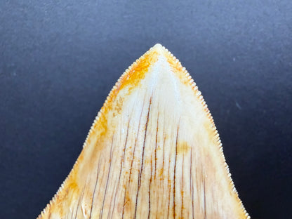 Megalodon Tooth