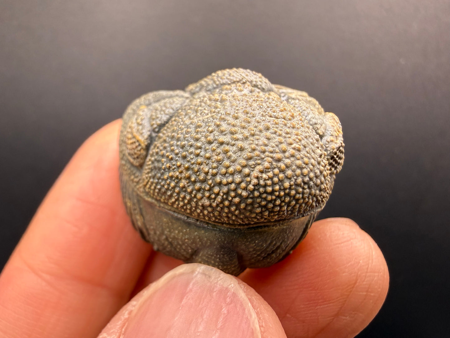 Enrolled Moroccops Trilobite