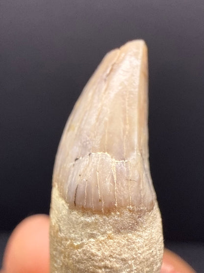 Dolphin Tooth