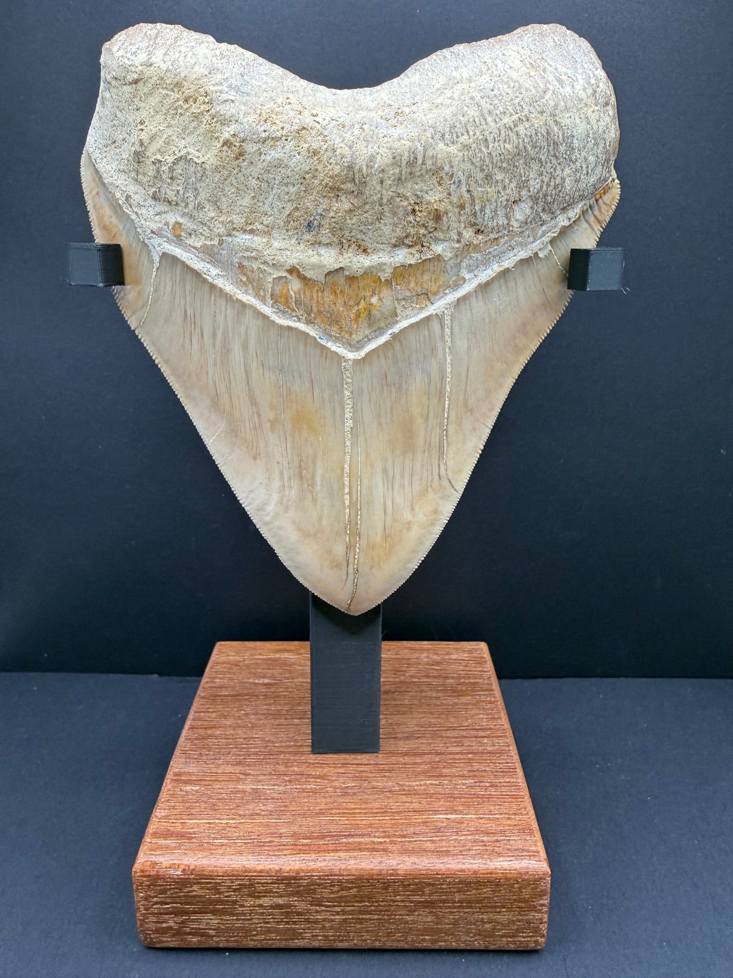 Megalodon Tooth