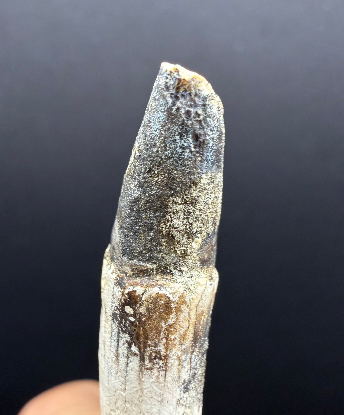 Dolphin Tooth