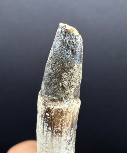 Dolphin Tooth