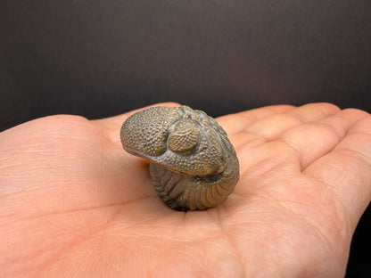 Enrolled Moroccops Trilobite