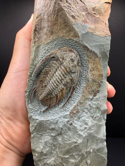 Neltneria Trilobite