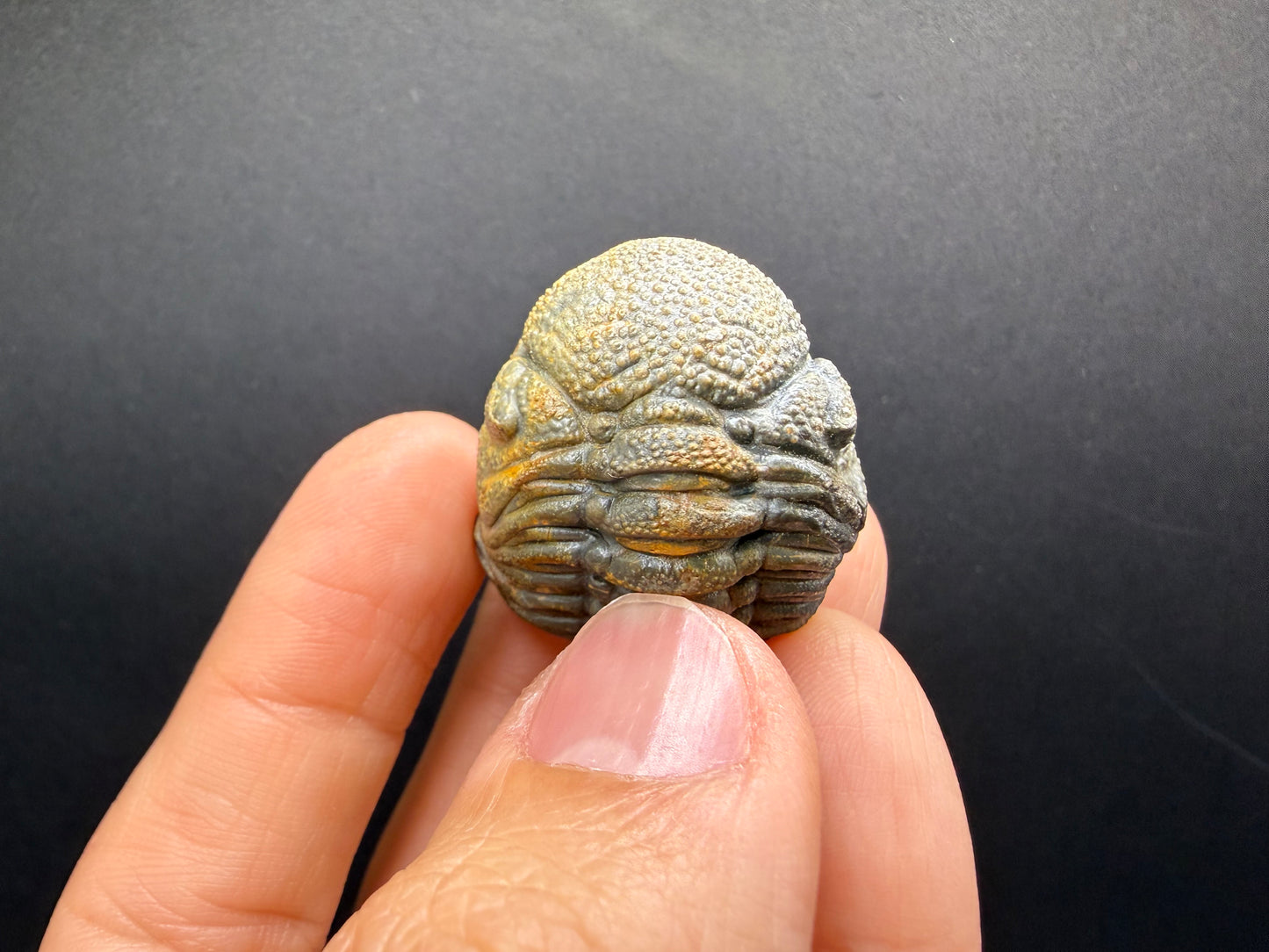 Enrolled Moroccops Trilobite