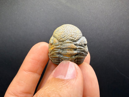 Enrolled Moroccops Trilobite