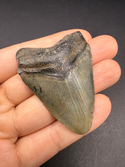 Megalodon Tooth