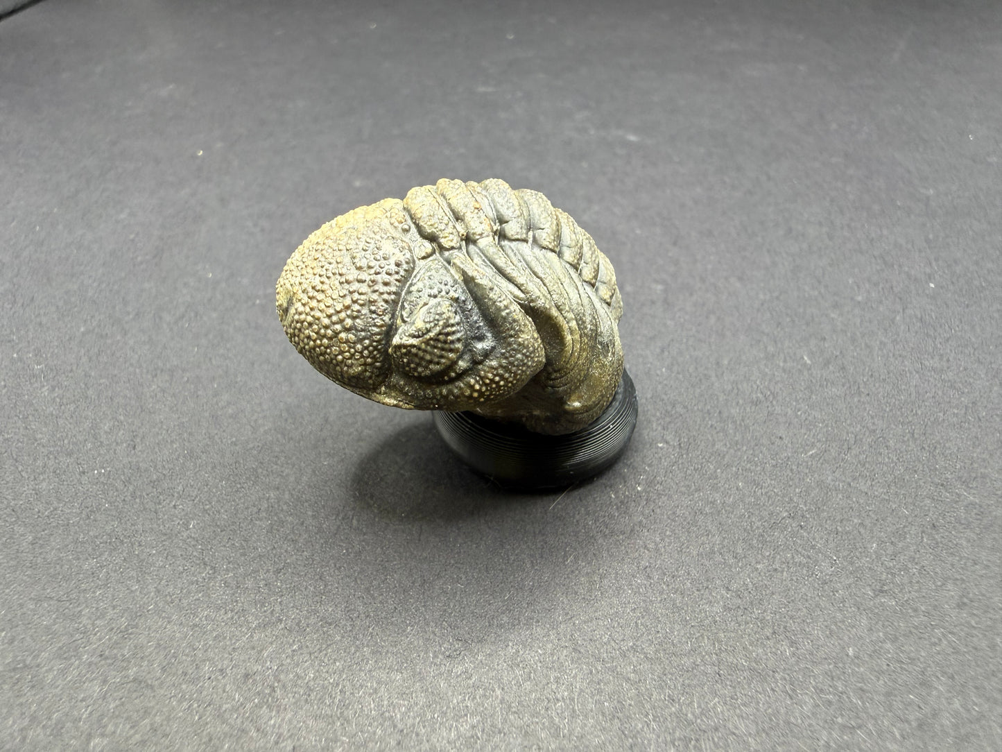 Enrolled Moroccops Trilobite