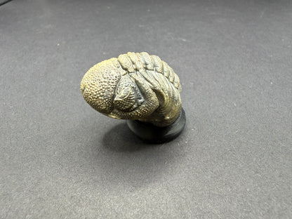 Enrolled Moroccops Trilobite