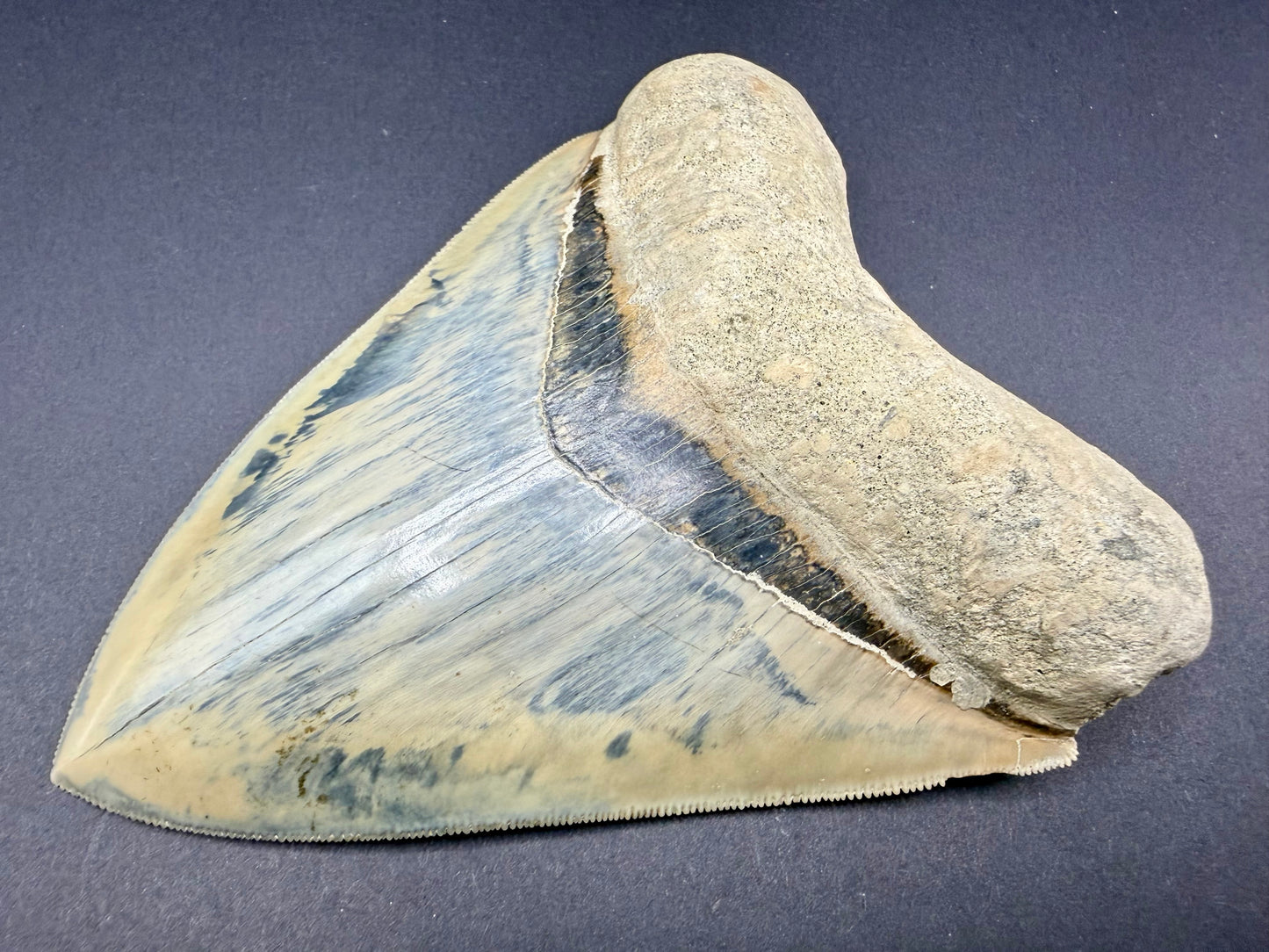 Megalodon Tooth