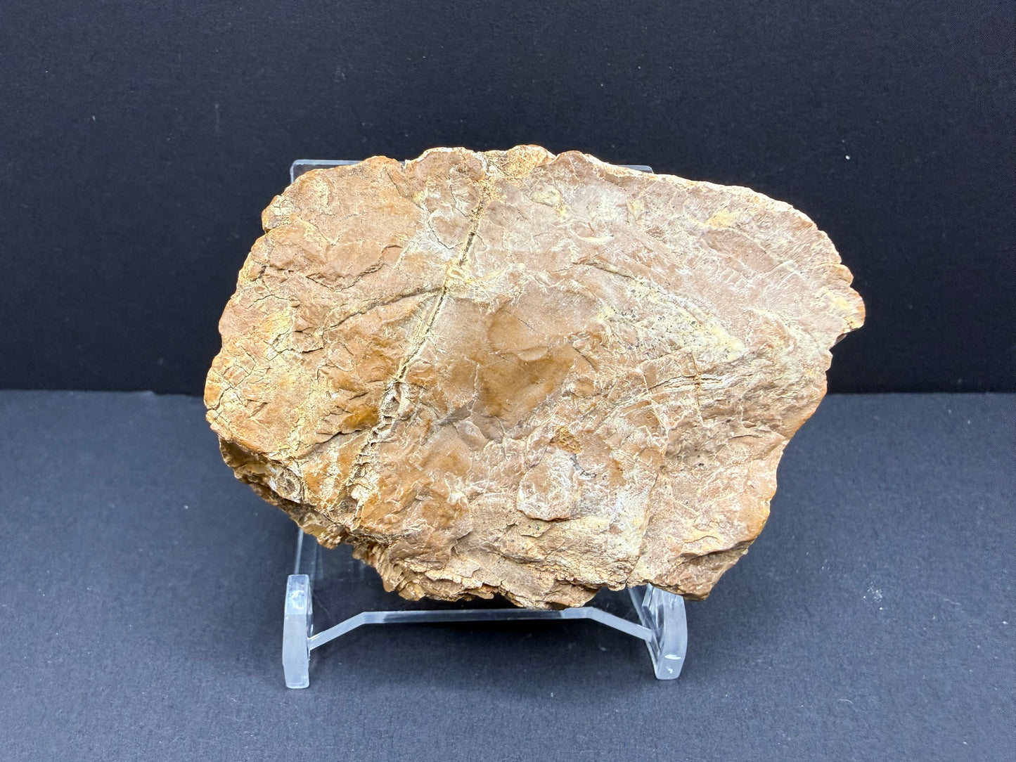 Woodworthia Petrified Wood
