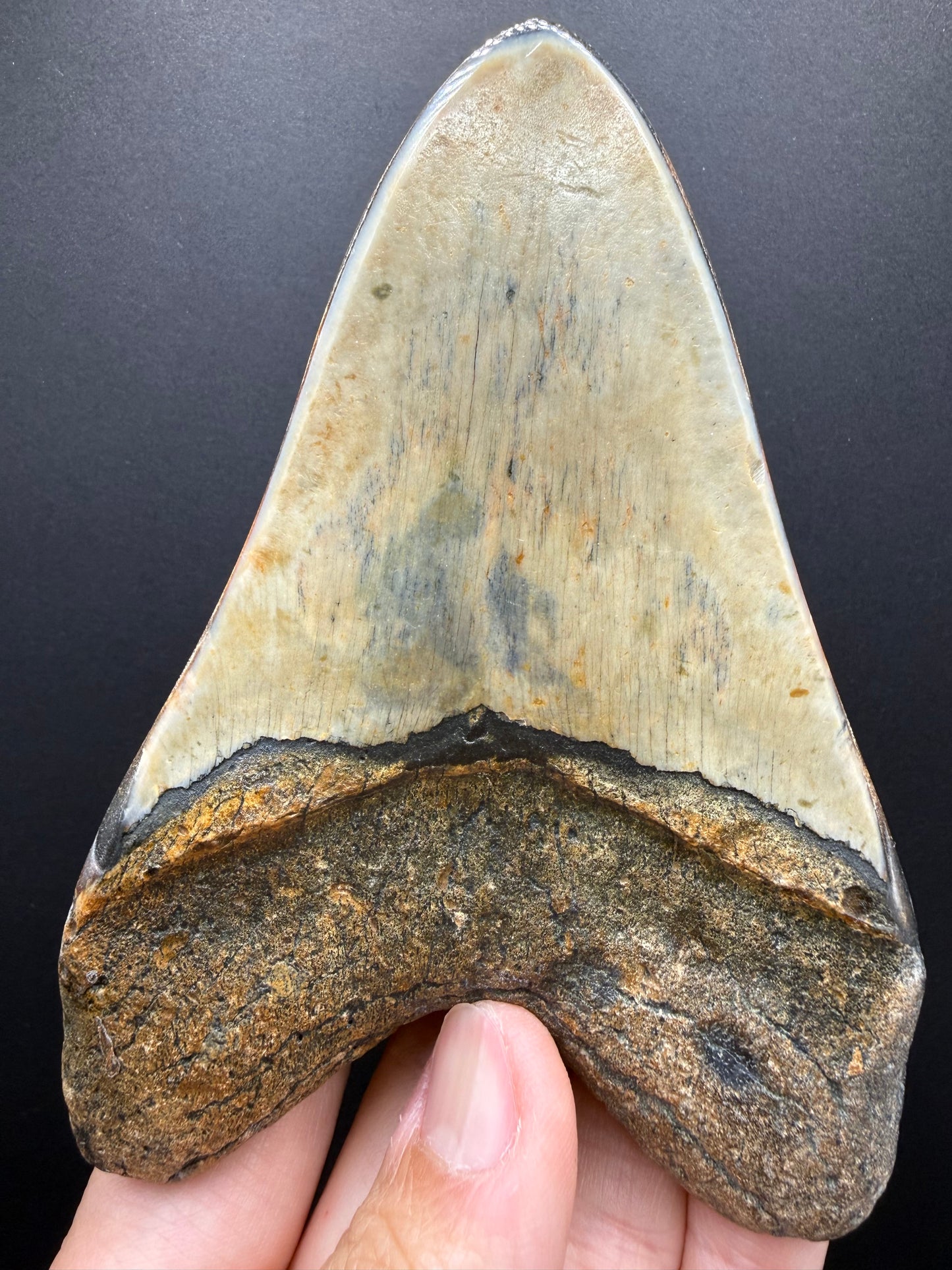 Megalodon Tooth