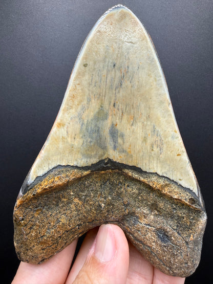 Megalodon Tooth