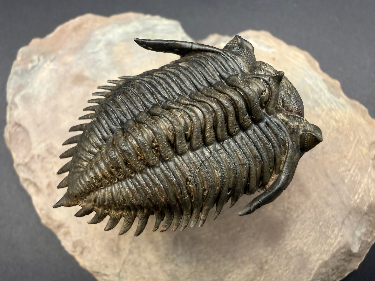 Metacanthina Trilobite