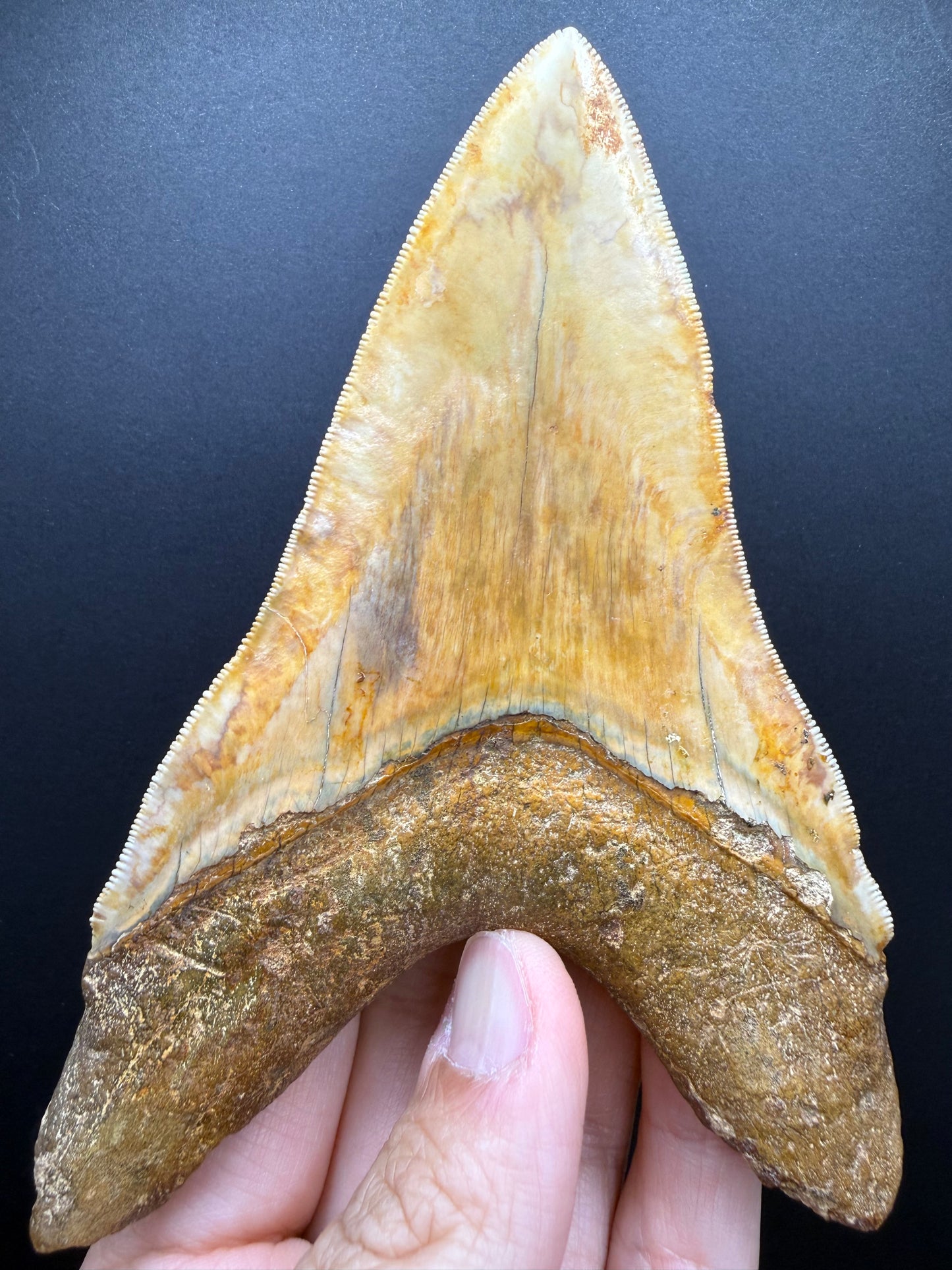 Megalodon Tooth