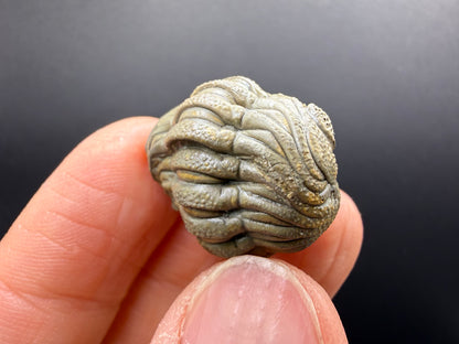 Enrolled Moroccops Trilobite