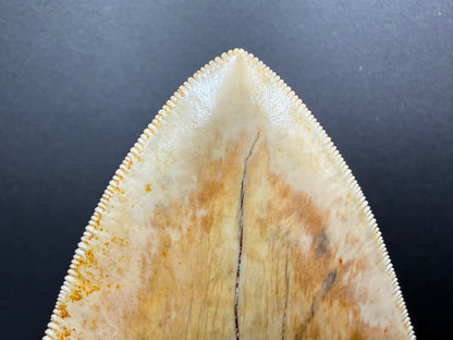 Megalodon Tooth