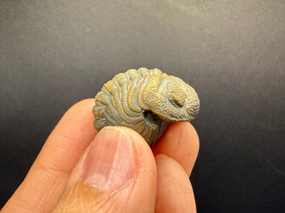 Enrolled Moroccops Trilobite