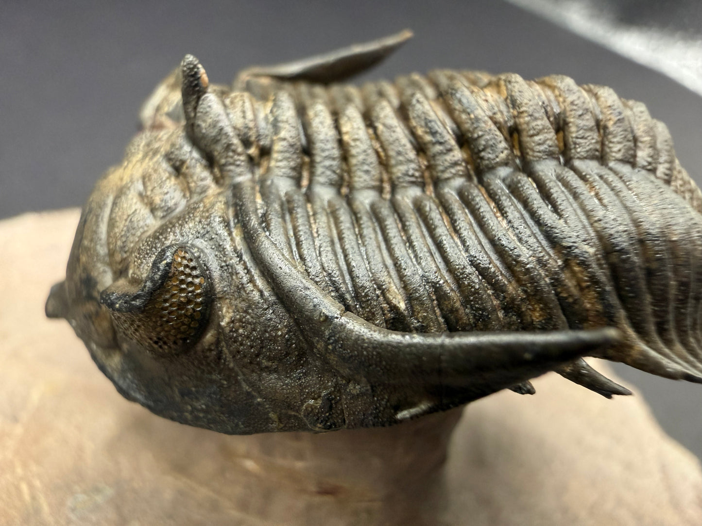 Metacanthina Trilobite