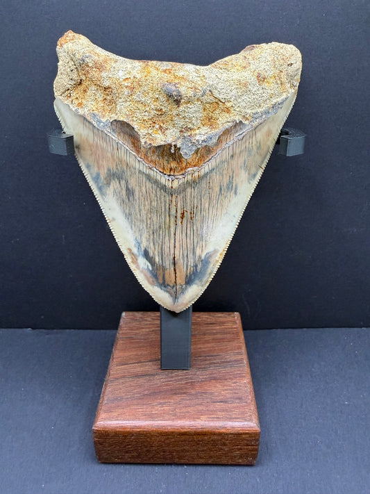 Megalodon Tooth