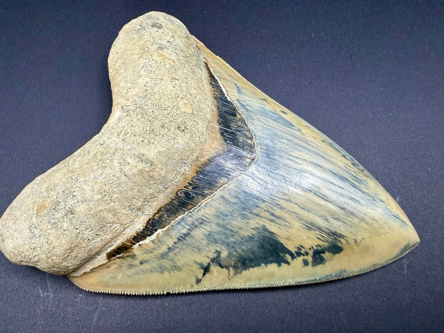 Megalodon Tooth