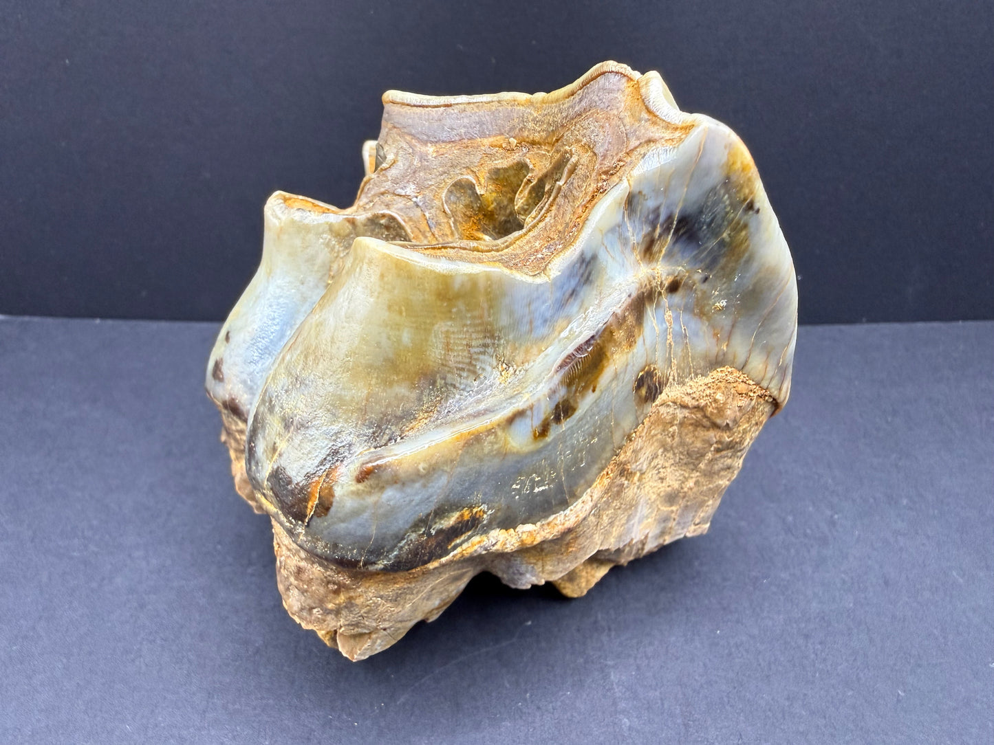 Rhino Tooth