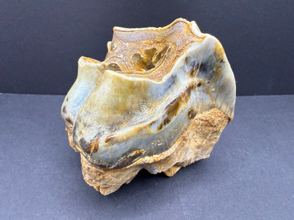 Rhino Tooth
