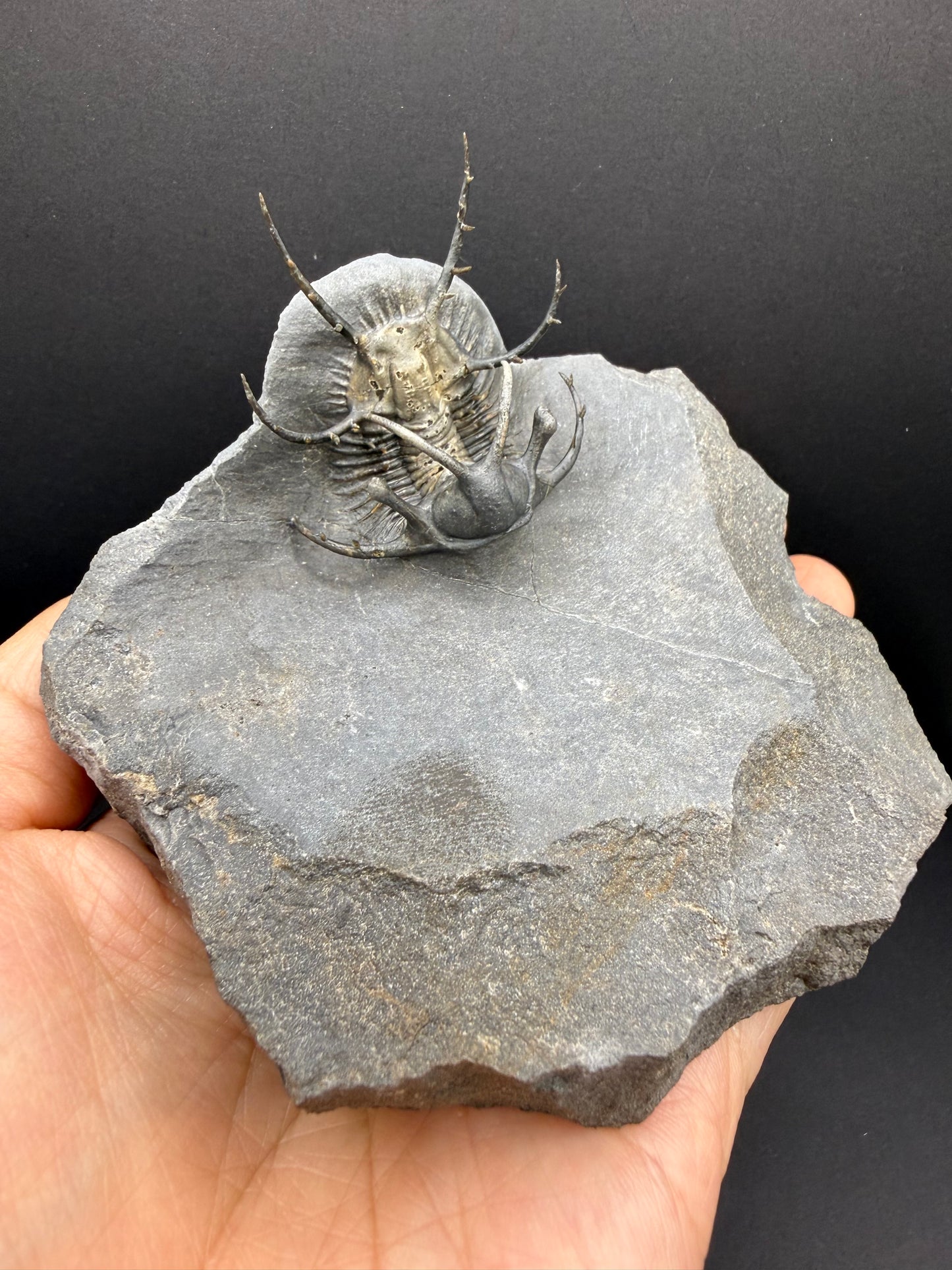 Ceratarges Trilobite