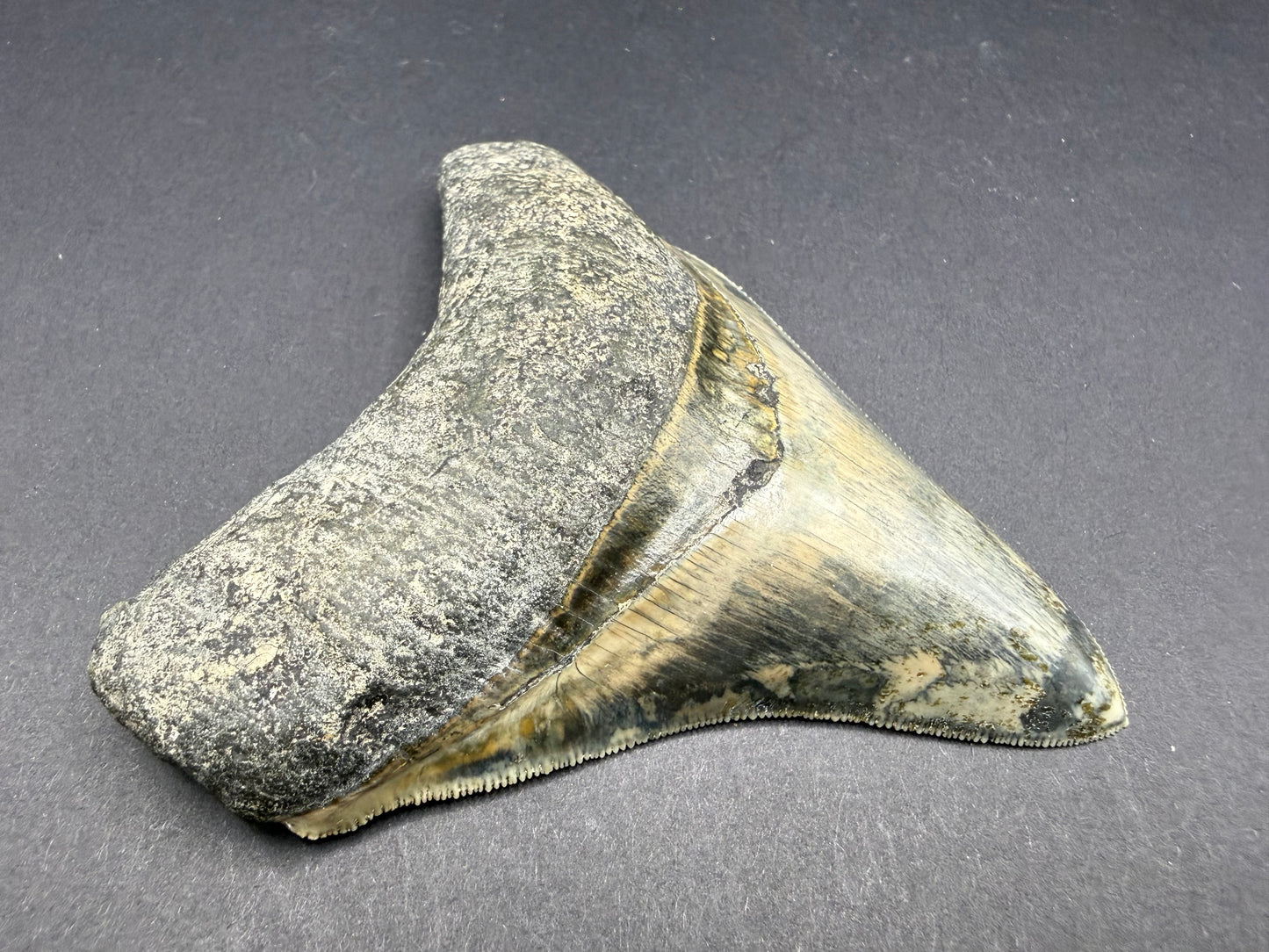 Megalodon Tooth