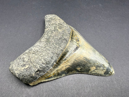Megalodon Tooth