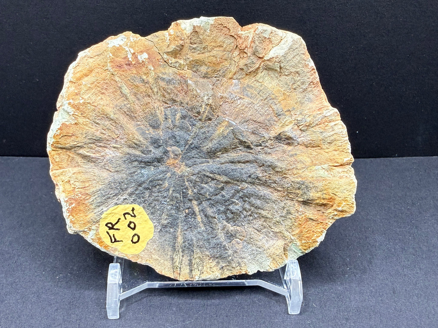 Woodworthia Petrified Wood