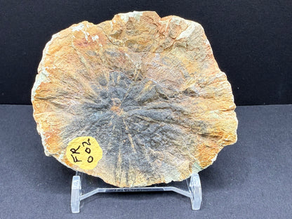 Woodworthia Petrified Wood