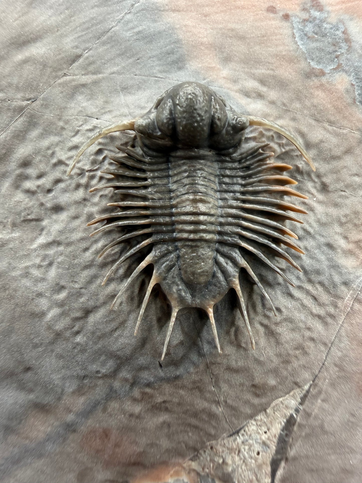 Acanthopyge Trilobite