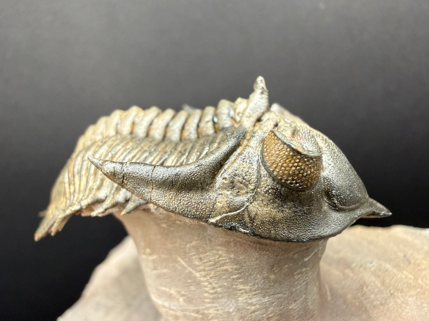 Metacanthina Trilobite