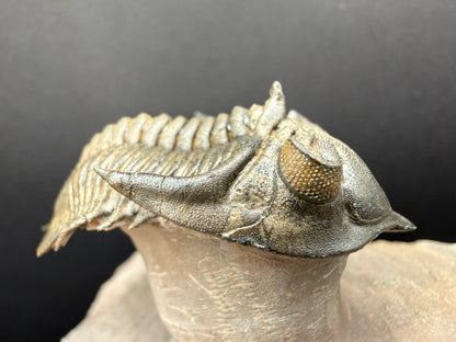 Metacanthina Trilobite