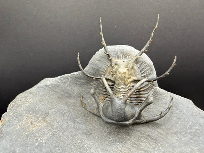 Ceratarges Trilobite