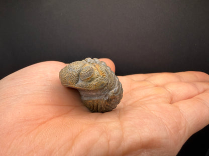 Enrolled Moroccops Trilobite