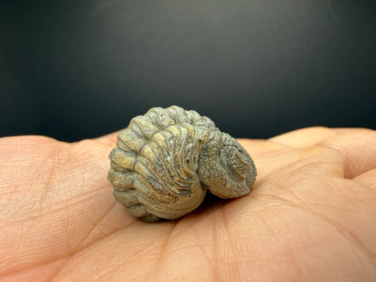 Enrolled Moroccops Trilobite