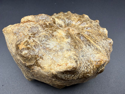 Mammites Ammonite