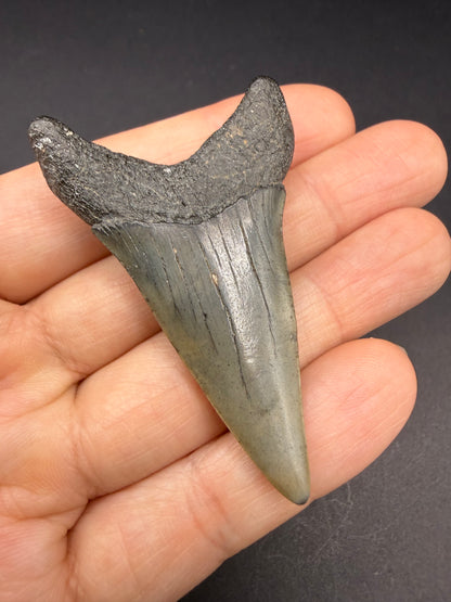 Hastalis Tooth