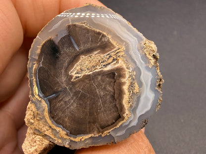 Blue Forest Petrified Wood