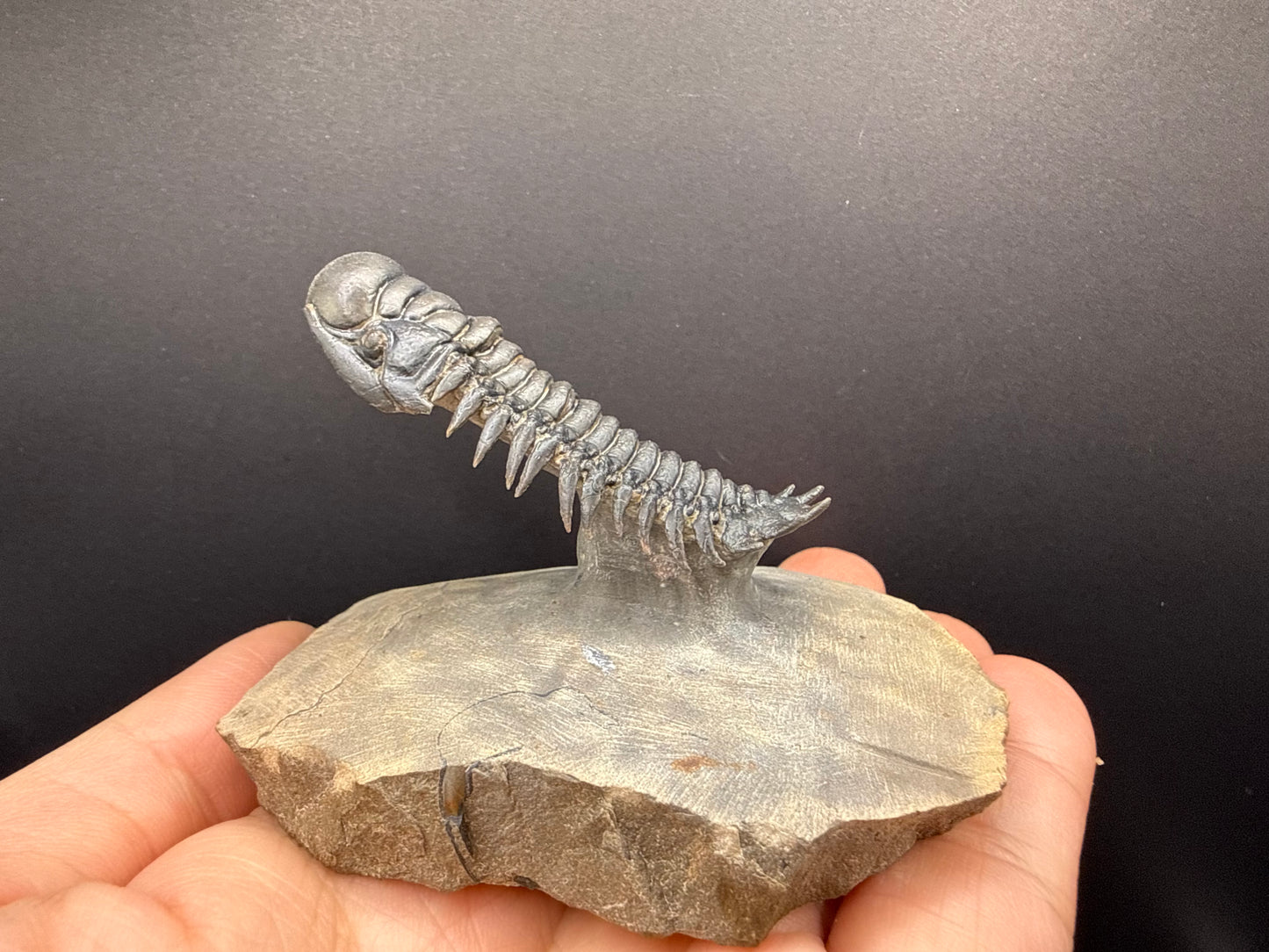 Crotalocephalus Trilobite