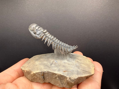 Crotalocephalus Trilobite