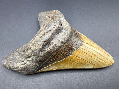 Megalodon Tooth