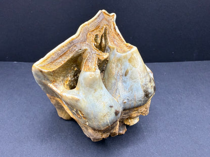 Rhino Tooth