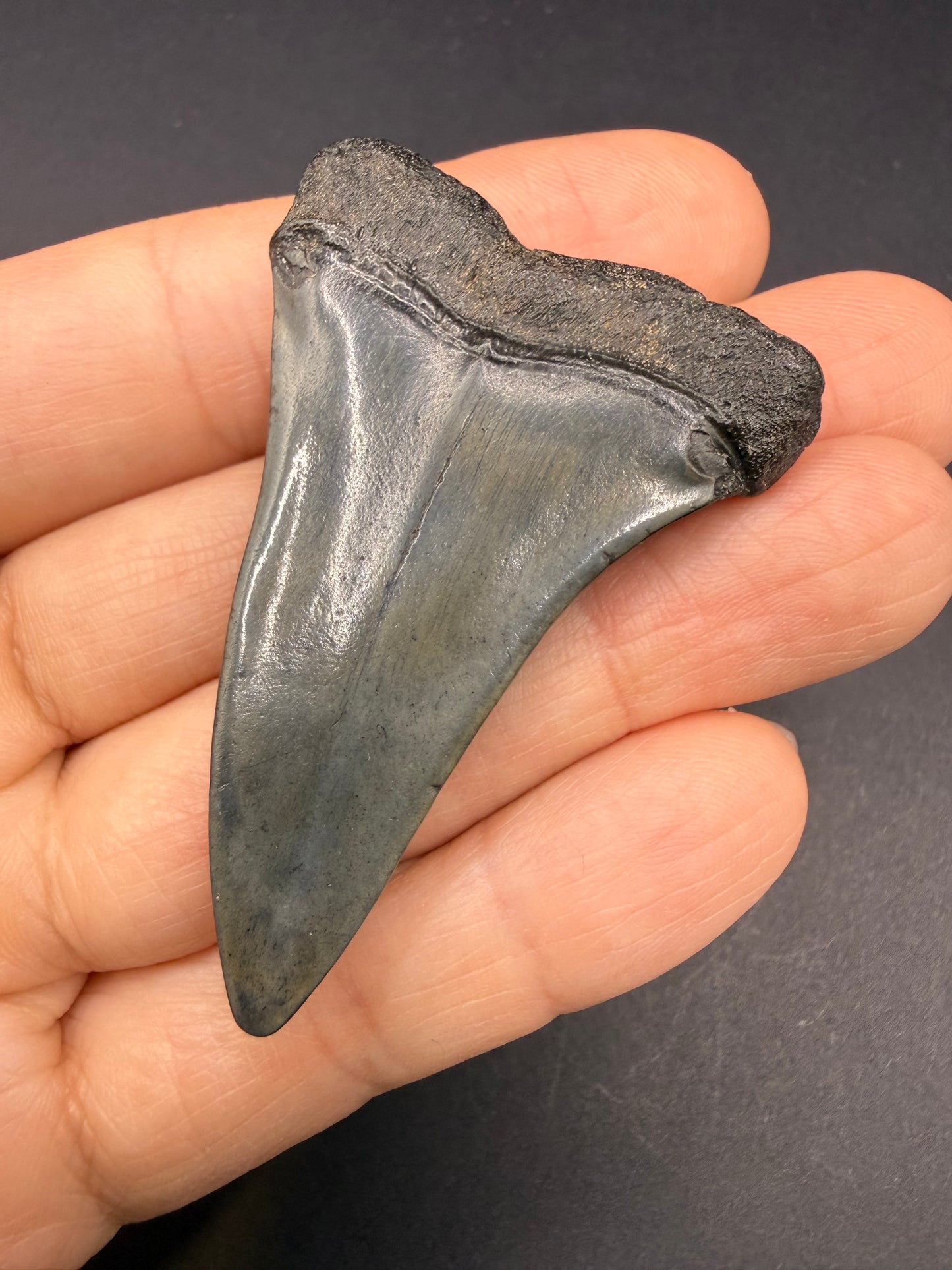 Hastalis Tooth