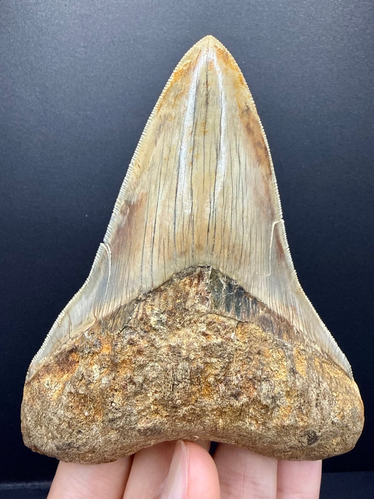 Megalodon Tooth