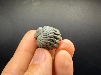 Enrolled Moroccops Trilobite