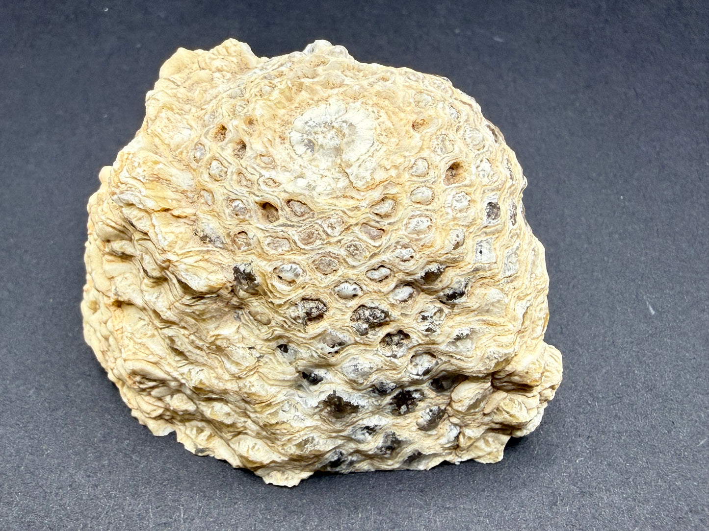 Araucaria Petrified Wood